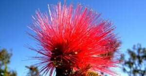 Flor Caliandra caliandra alto paraíso