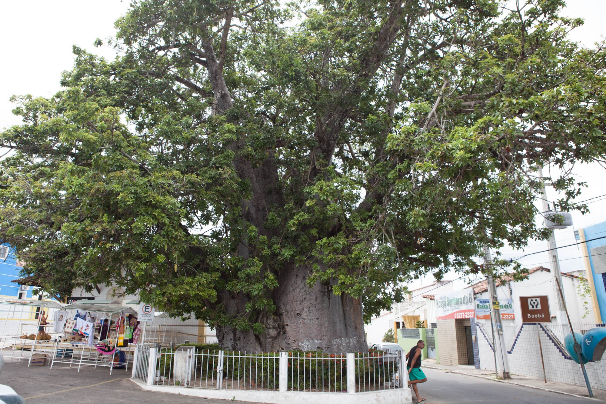 fim de semana em natal maior árvore brasil