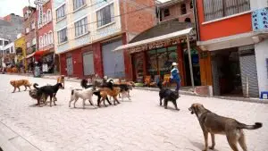 cachorros lago titicaca copacabana