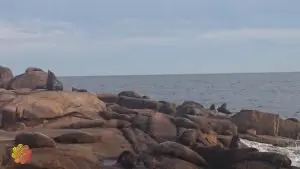 cabo polonio no uruguai leão marinho