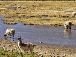 deserto de sal alpacas
