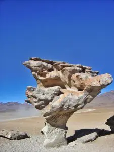 deserto de sal árvore de pedra