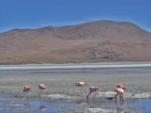 deserto de sal flamingos