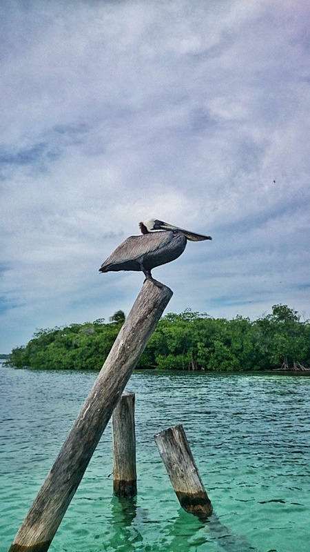 playa-del-carmen-pelicano