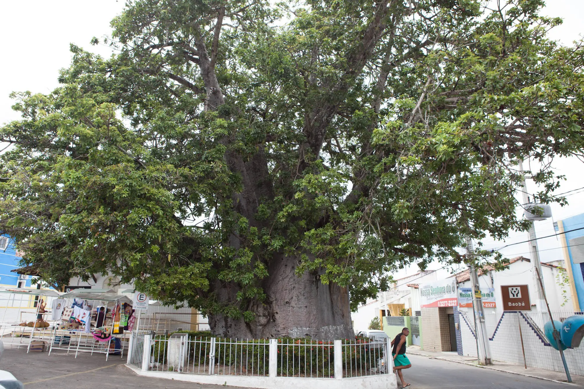 maior árvore brasil