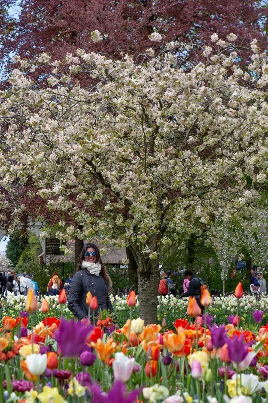 festival de tulipas