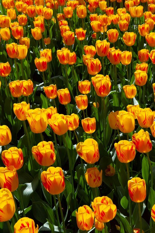 festival de tulipas