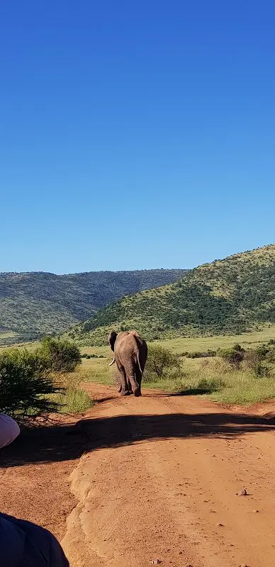parque nacional de Pilanesberg elefante