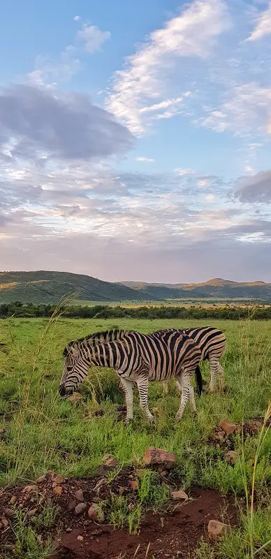 parque nacional de Pilanesberg animais