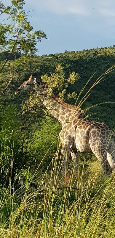 parque nacional de Pilanesberg girafa