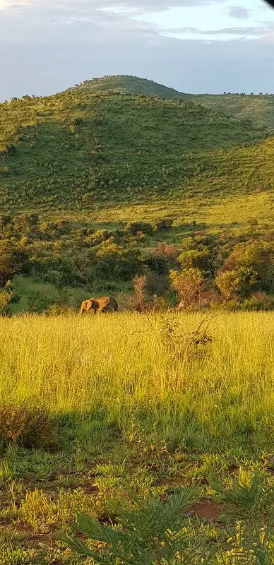 parque nacional de Pilanesberg como ahcar animal