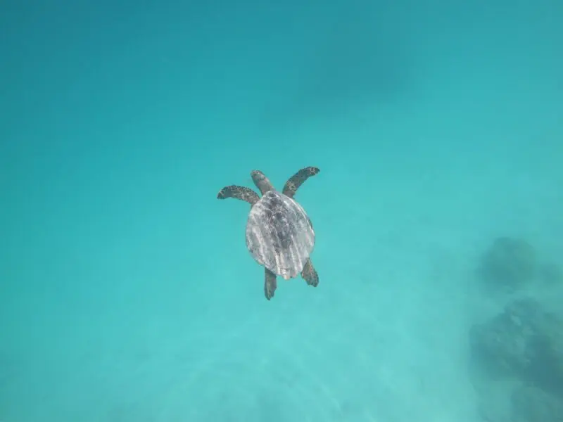 ilhas maldivas tartaruga