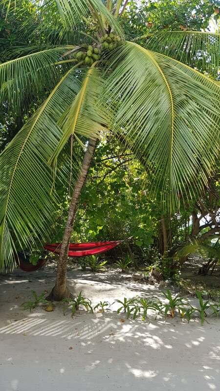 ilha das maldivas dhigurah