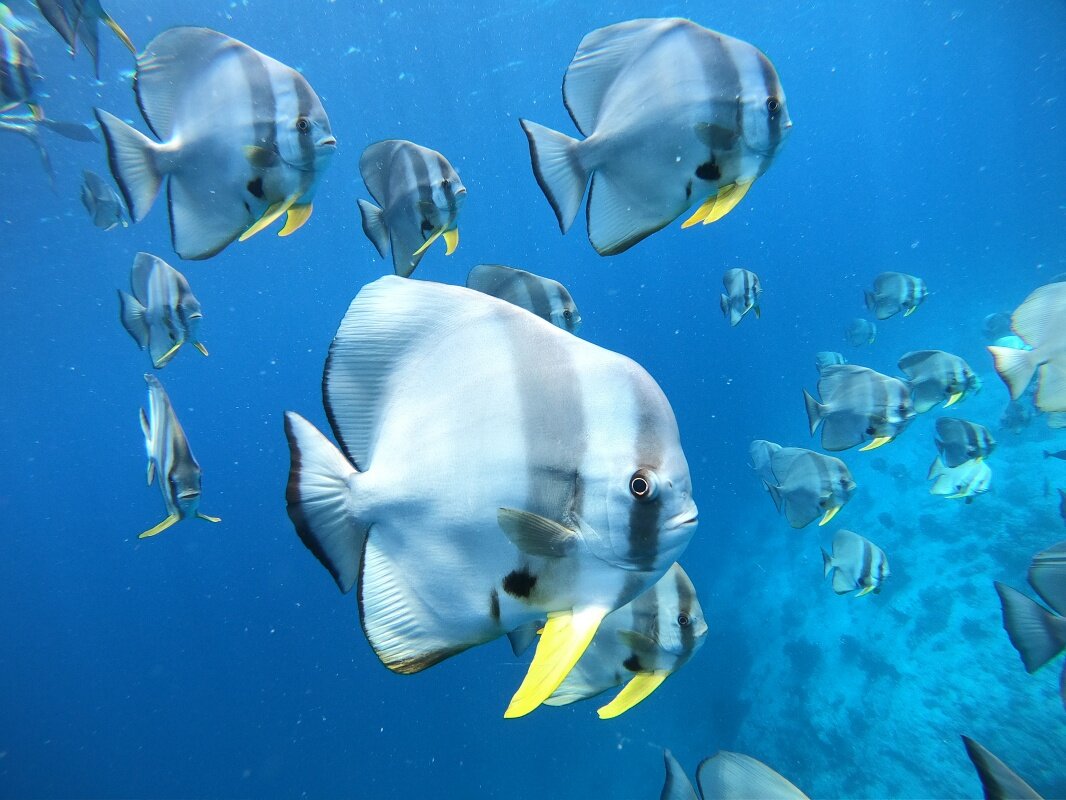 Dhangethi maldivas vida marinha