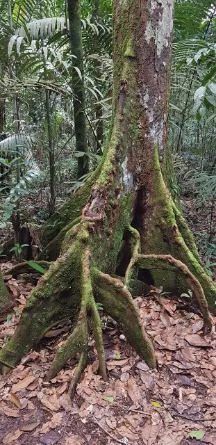 arvore selva amazonica