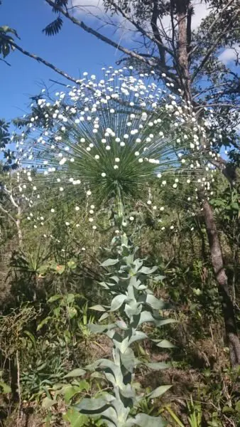 chuveirinho chapada dos veadeiros