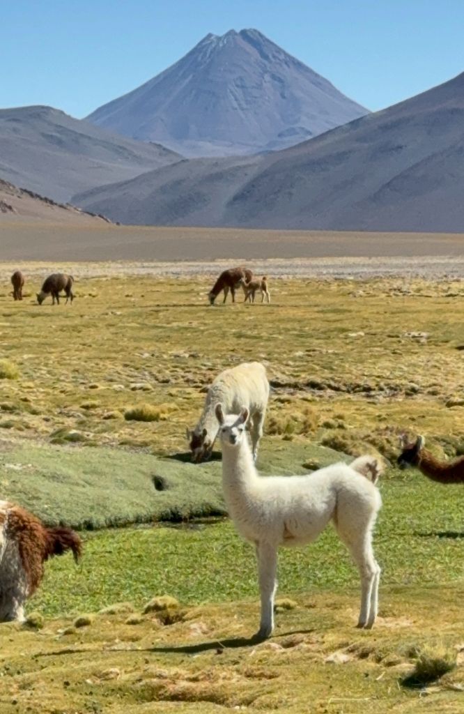 lhamas em deserto