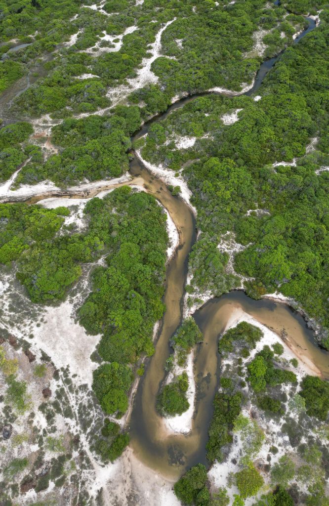 imagem aérea de floresta
